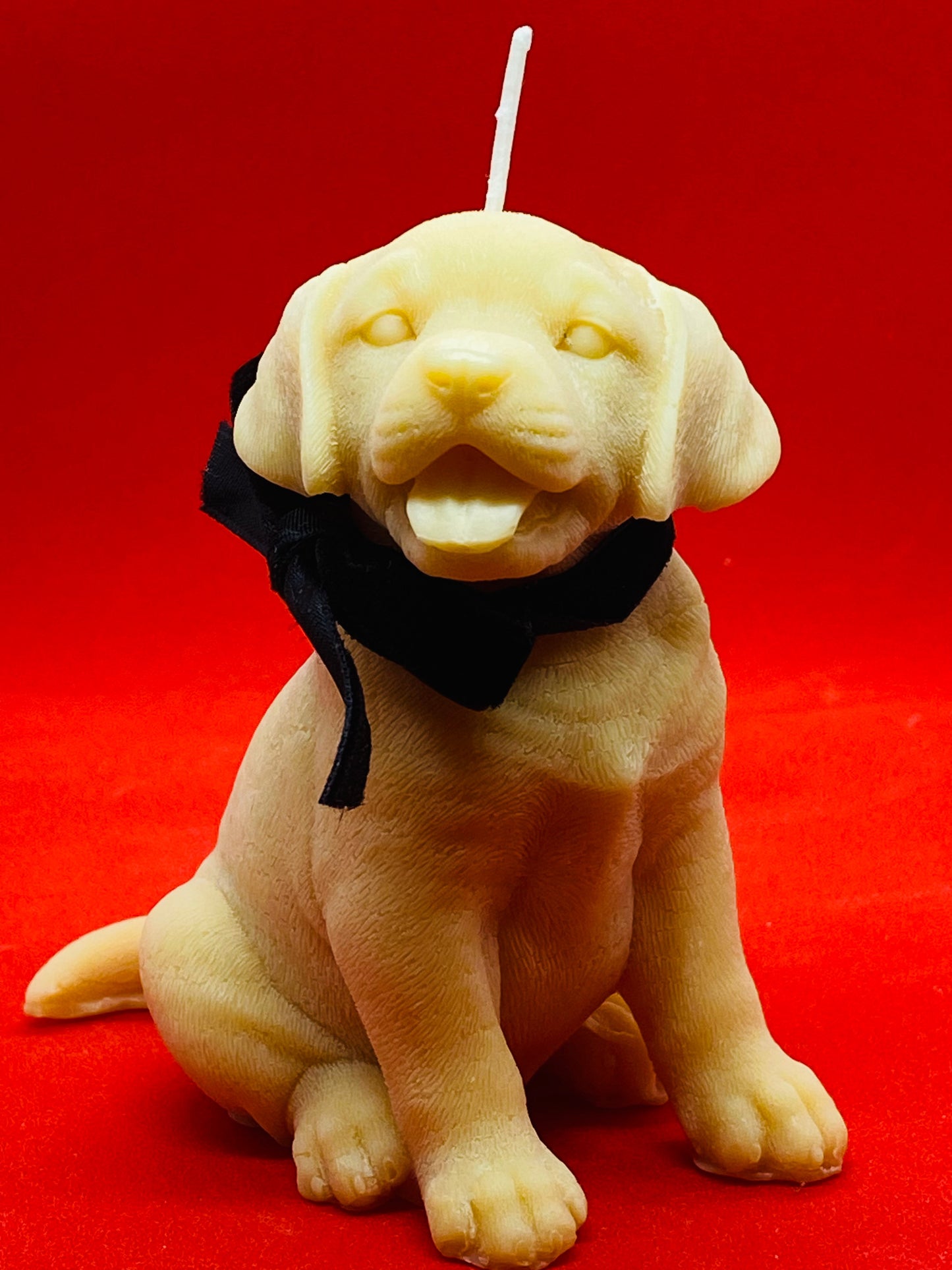 Ben - The dog.
