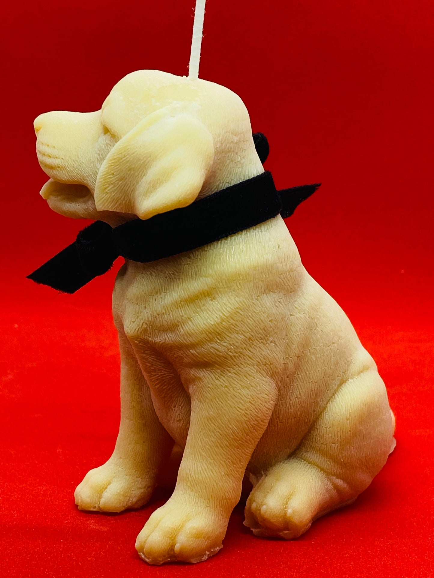 Ben - The dog.