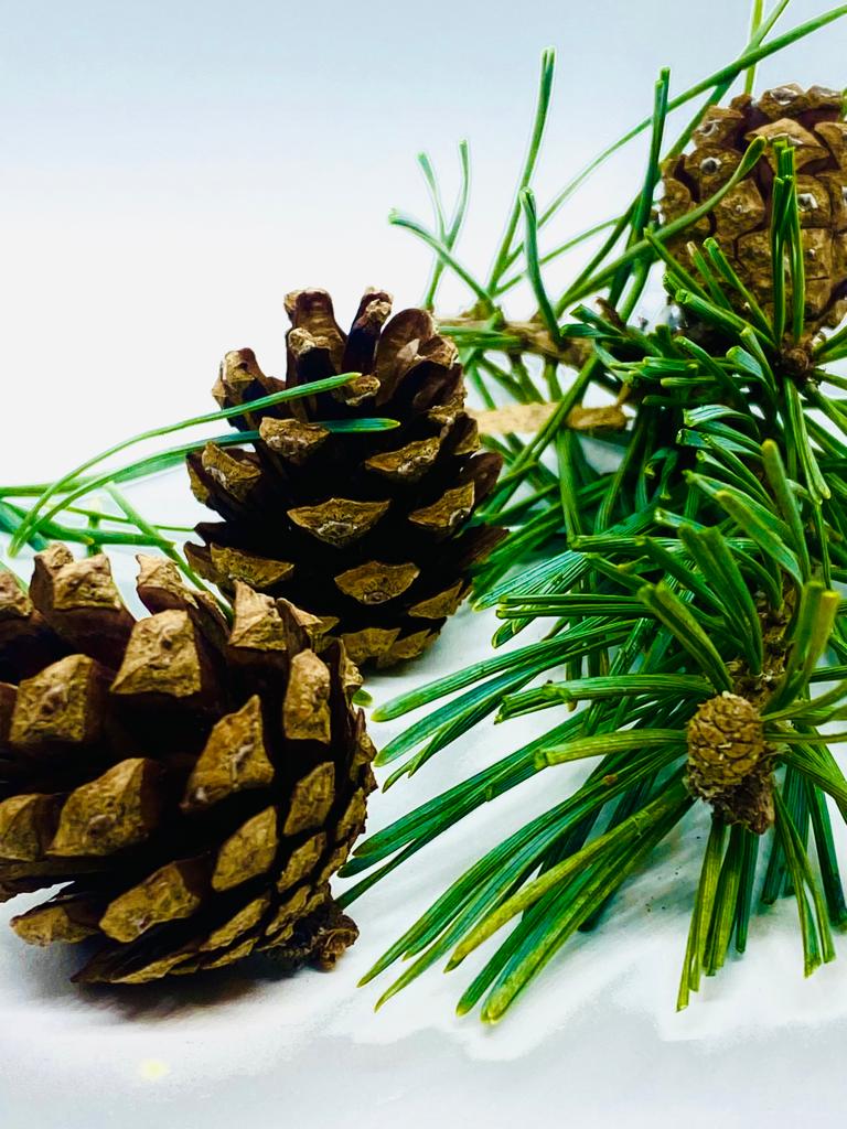 Pine Noir - Woody Pine and Cedar