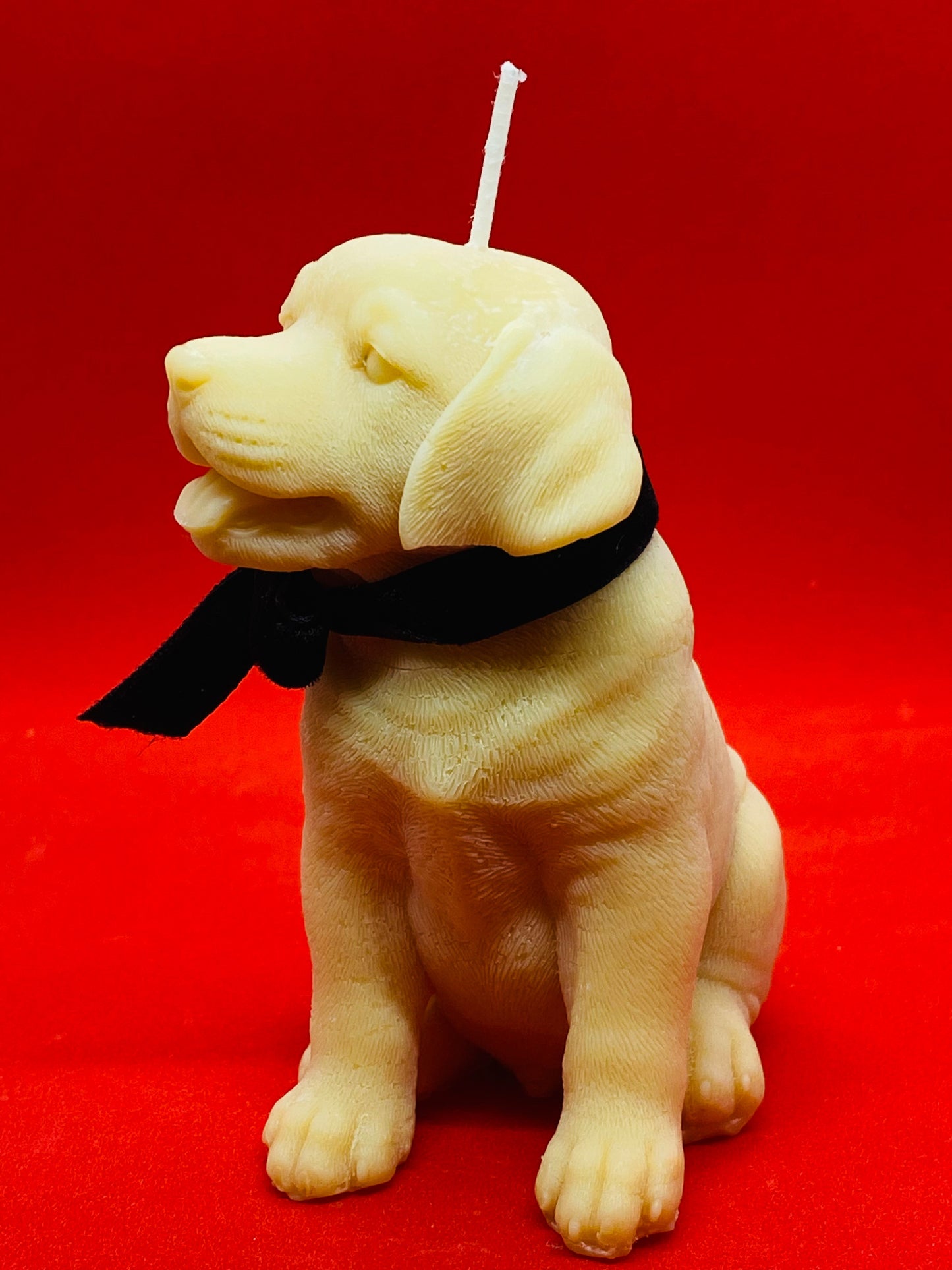 Ben - The dog.